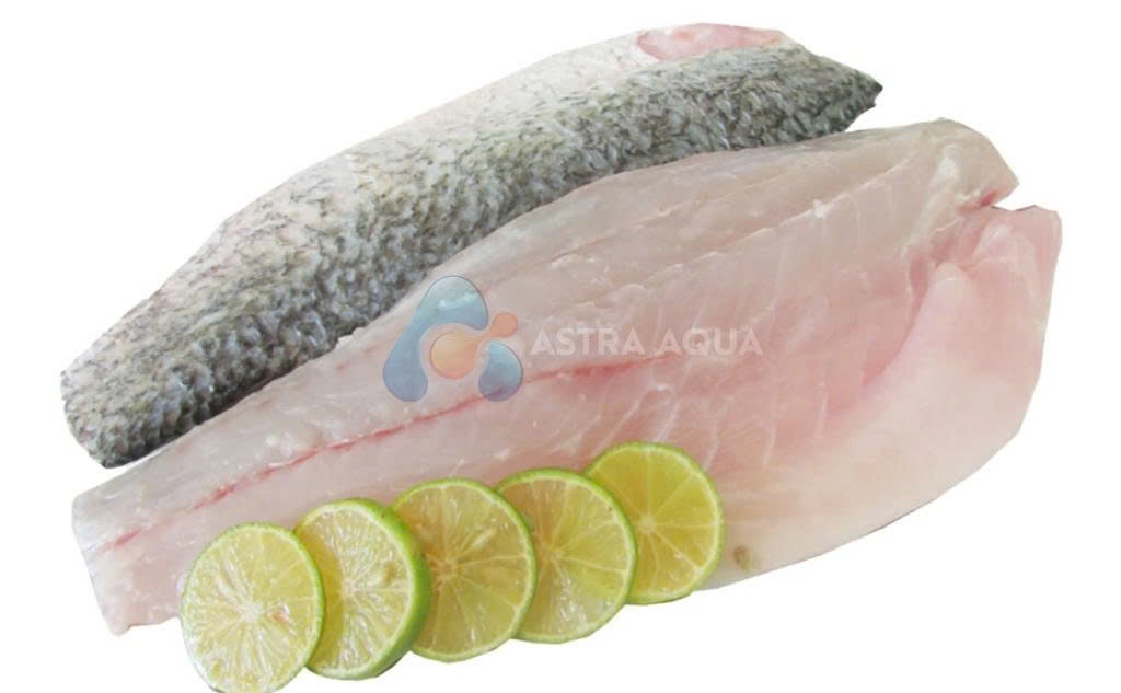 Cá chẽm phile