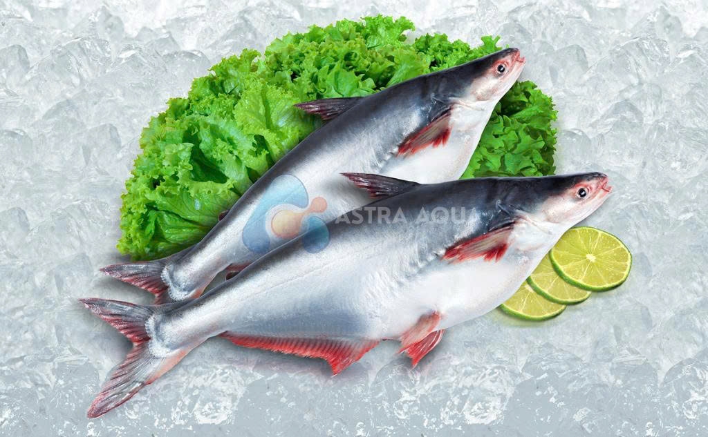 Cá tra nguyên con 