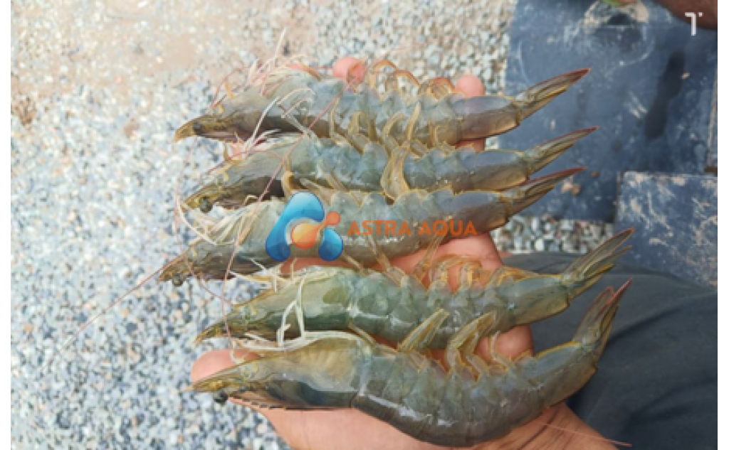 Tôm thẻ chân trắng HOSO