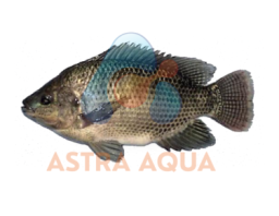 Cá rô phi  