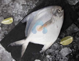Cá Chim 