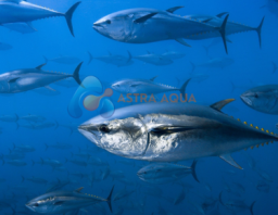 Cá Ngừ Nguyên Con