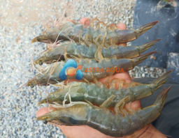 Tôm thẻ chân trắng HOSO