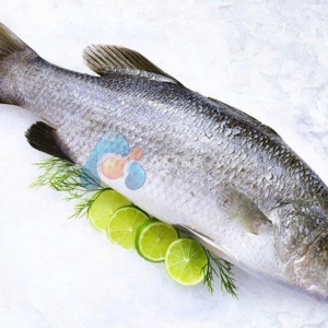 Cá chẽm nguyên con 