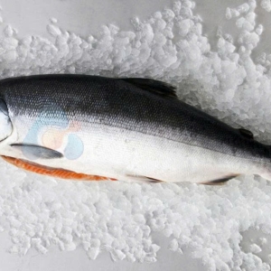 Cá hồi nguyên con đông lạnh 