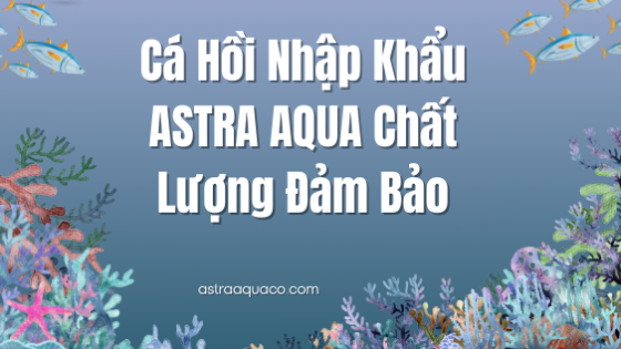 Cá Hồi Nhập Khẩu ASTRA AQUA Chất Lượng Đảm Bảo
