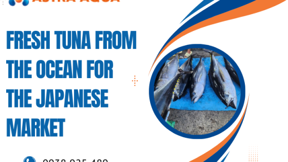 Cá ngừ tươi từ đại dương dành cho thị trường Nhật Bản