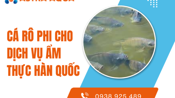 Cá rô phi cho dịch vụ ẩm thực Hàn Quốc