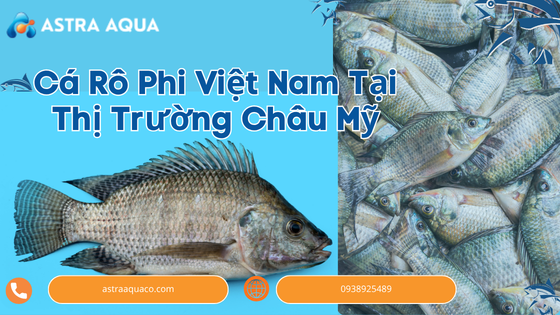 Cá Rô Phi Việt Nam Tại Thị Trường Châu Mỹ