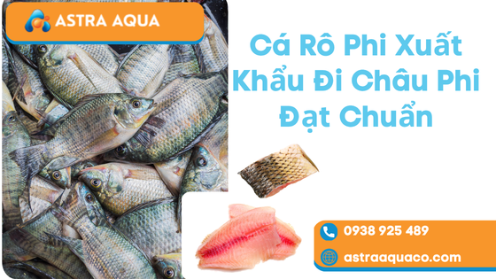 Cá Rô Phi Xuất Khẩu Đi Châu Phi Đạt Chuẩn