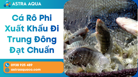 Cá Rô Phi Xuất Khẩu Đi Trung Đông Đạt Chuẩn