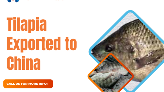 Cá rô phi xuất khẩu sang Trung Quốc
