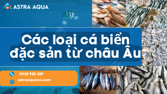 Các loại cá biển đặc sản từ châu Âu
