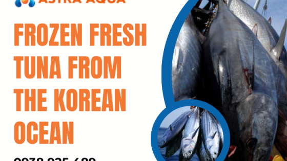 Cá ngừ tươi đông lạnh từ đại dương Hàn Quốc