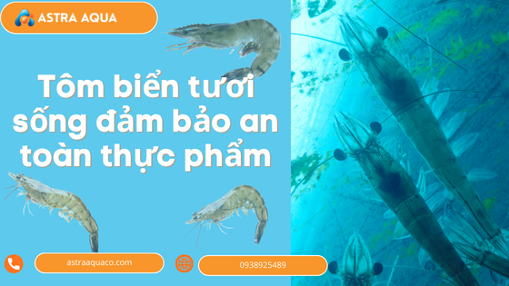 Tôm biển tươi sống đảm bảo an toàn thực phẩm