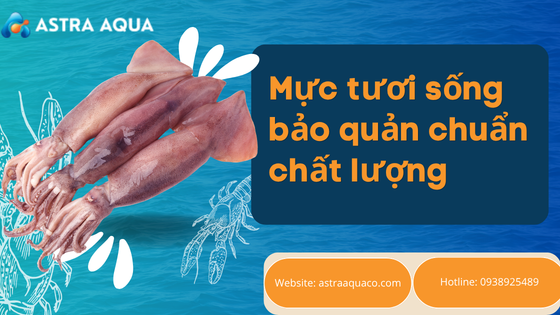 Mực tươi sống bảo quản chuẩn chất lượng