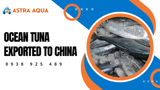 Cá ngừ đại dương xuất khẩu sang Trung Quốc