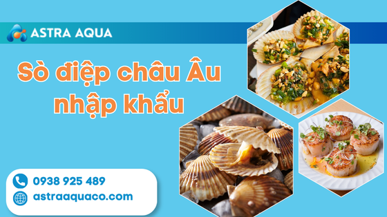 Sò điệp châu Âu nhập khẩu