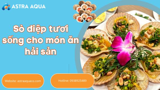 Sò điệp tươi sống cho món ăn hải sản