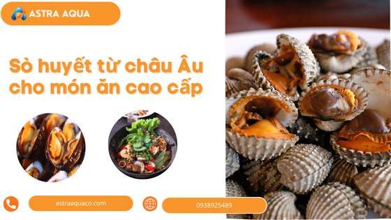 European Blood Clams for Fine Dining