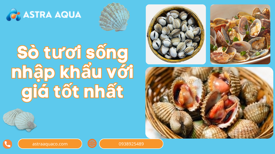 Sò tươi sống nhập khẩu với giá tốt nhất