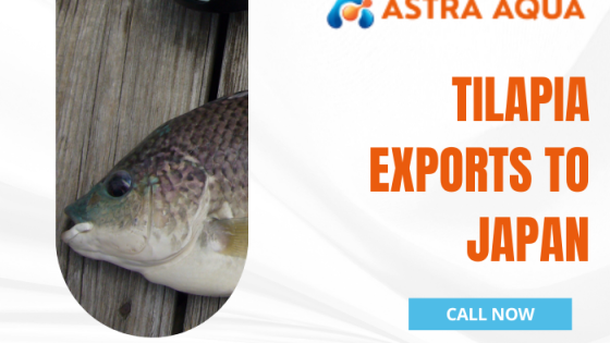Cá rô phi xuất khẩu sang Nhật Bản