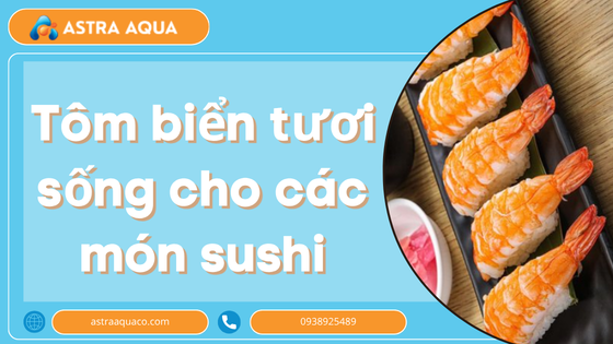 Tôm biển tươi sống cho các món sushi