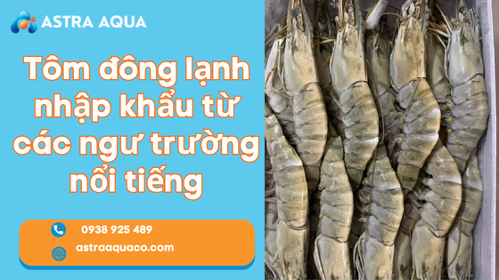 Tôm đông lạnh nhập khẩu từ các ngư trường nổi tiếng