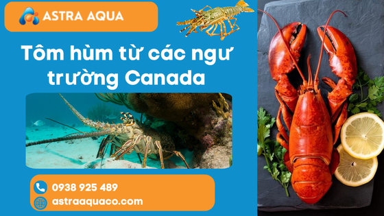 Tôm hùm từ các ngư trường Canada