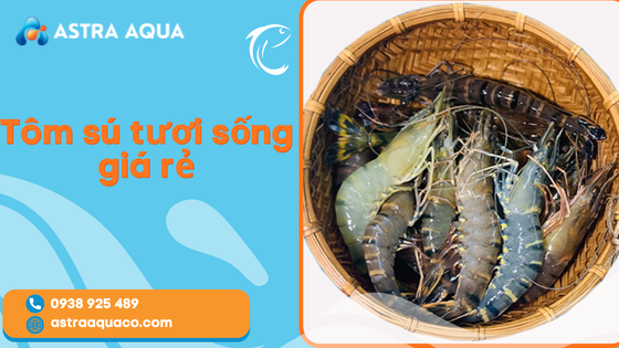 Tôm sú tươi sống giá rẻ