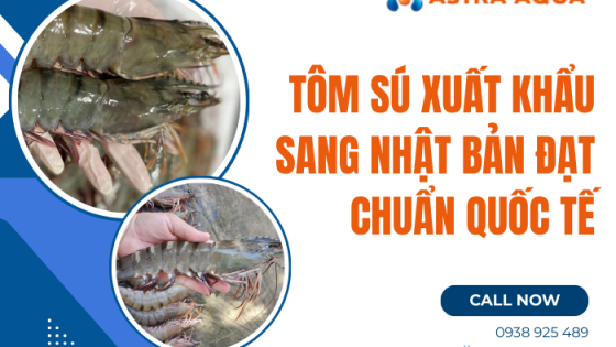 Tôm sú xuất khẩu sang Nhật Bản đạt chuẩn quốc tế