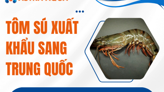 Tôm sú xuất khẩu sang Trung Quốc