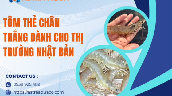 Tôm thẻ chân trắng dành cho thị trường Nhật Bản