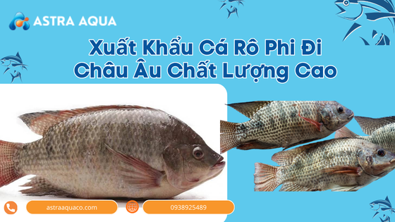 Xuất Khẩu Cá Rô Phi Đi Châu Âu Chất Lượng Cao