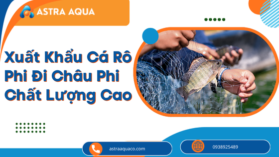 Xuất Khẩu Cá Rô Phi Đi Châu Phi Chất Lượng Cao