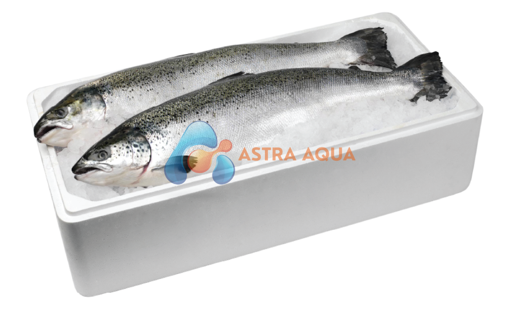 Cá Hồi - Salmo Salar