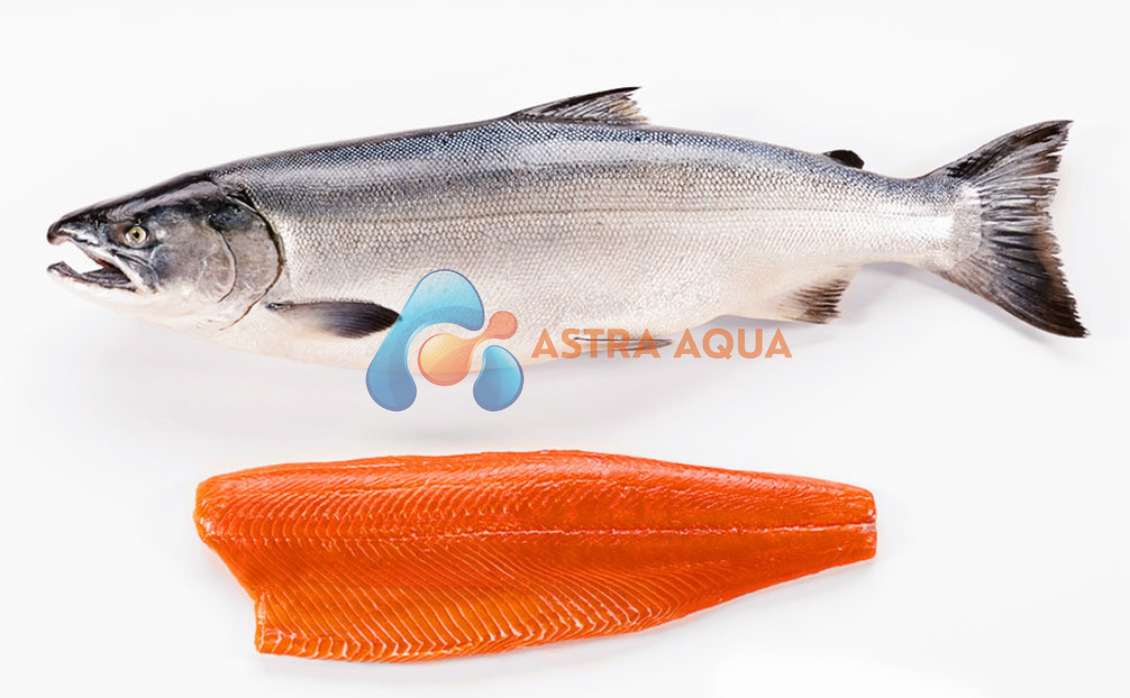 Cá Hồi - Salmo Salar