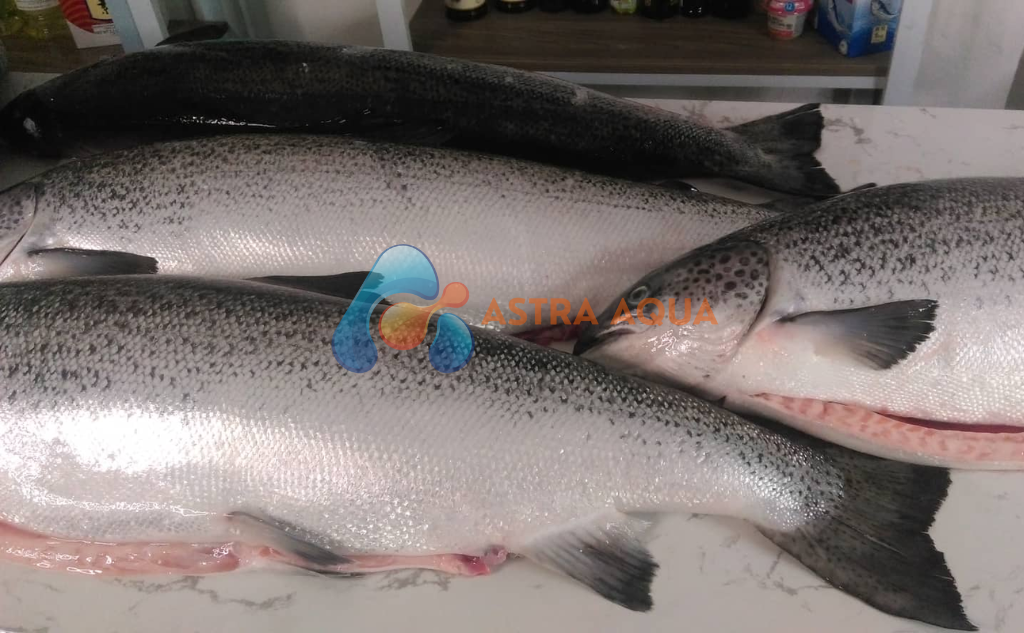 Cá hồi nguyên con