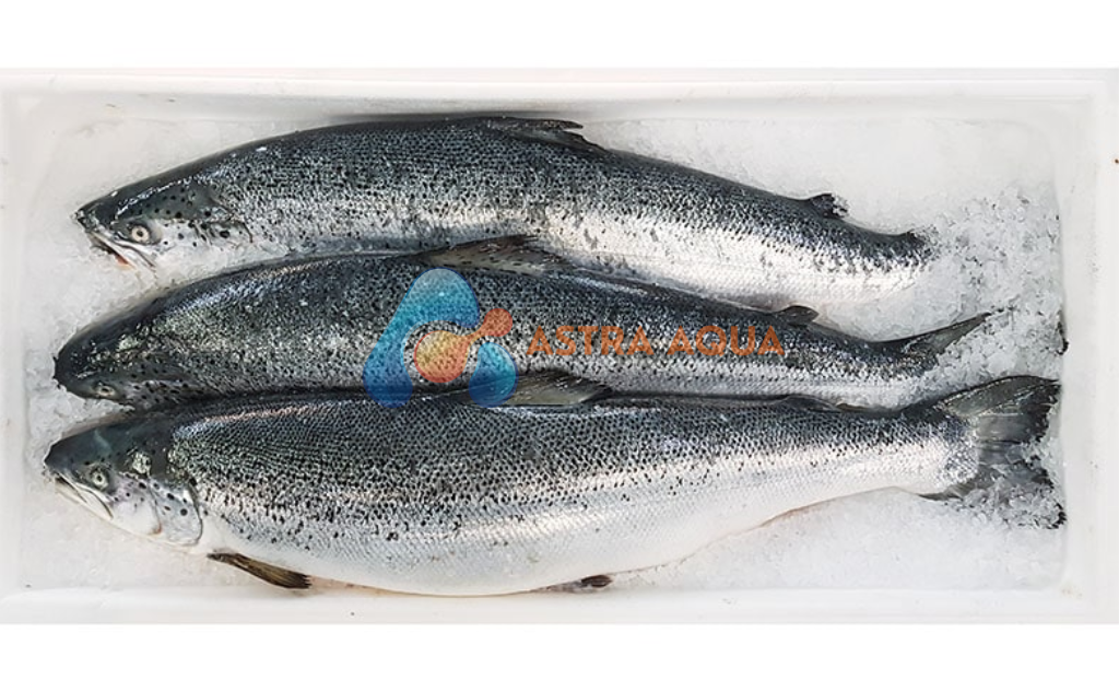 Cá hồi nguyên con