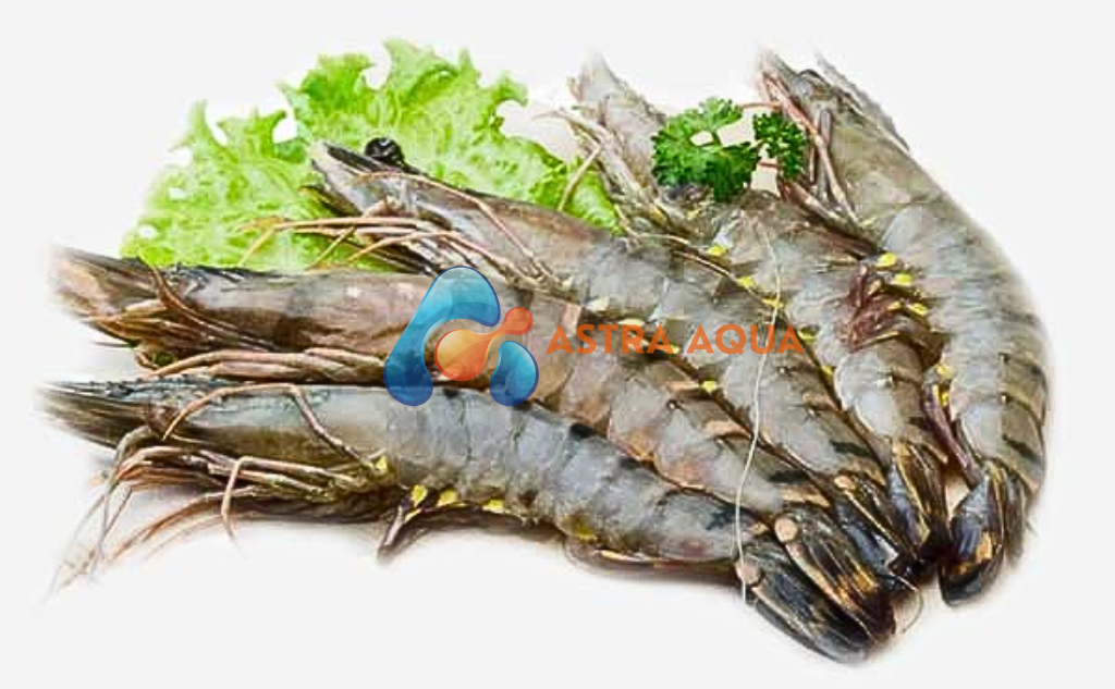 Tôm Sú Nguyên Con 