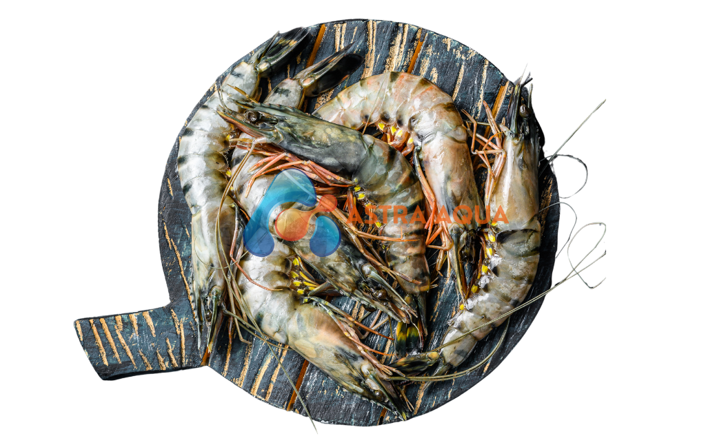 Tôm Sú Nguyên Con 