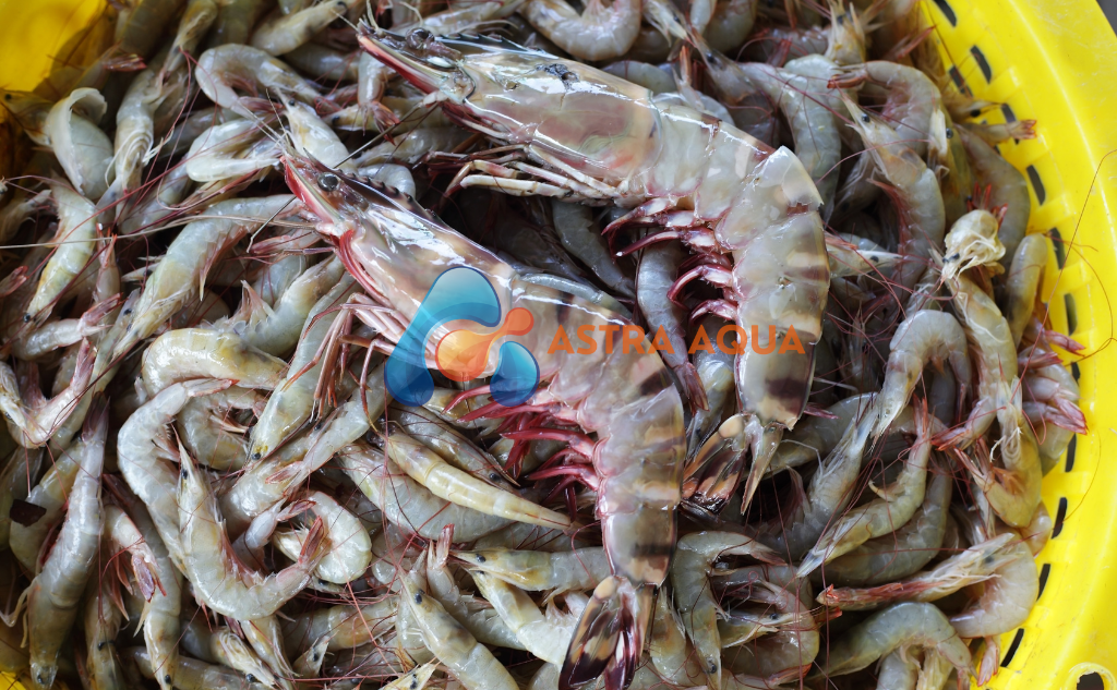 Tôm Sú Nguyên Con 