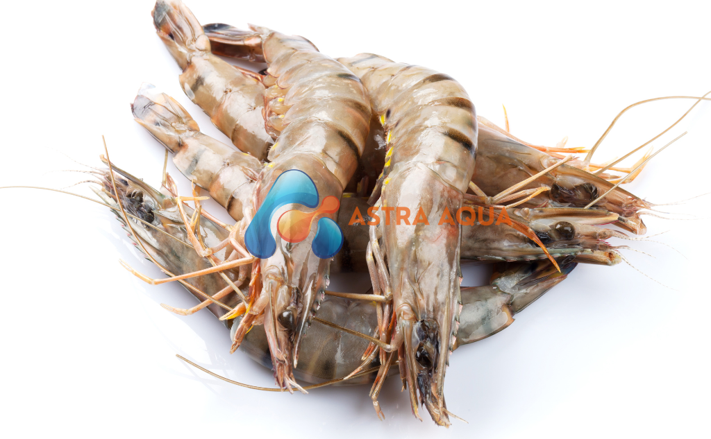 Tôm Sú Nguyên Con 