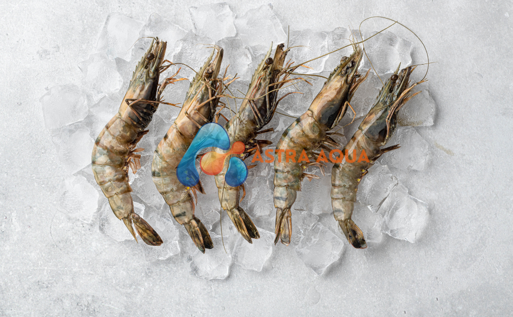 Tôm Sú Nguyên Con 