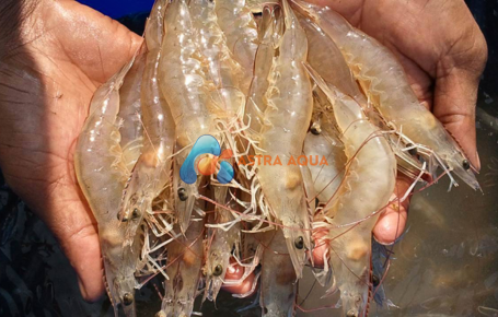 Tôm thẻ chân trắng nguyên con 2