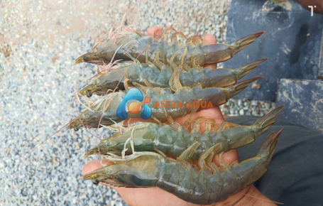 Tôm thẻ chân trắng nguyên con 3