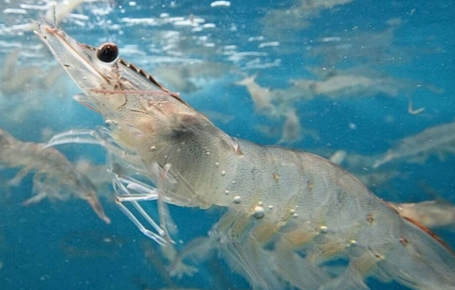 Tôm thẻ chân trắng 1\