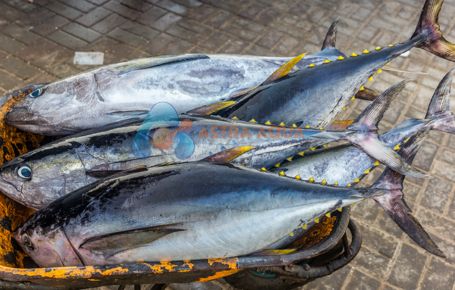 Cá Ngừ Nguyên Con