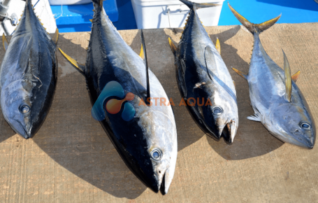 Cá Ngừ Nguyên Con
