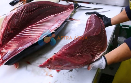 Cá Ngừ Nguyên Con